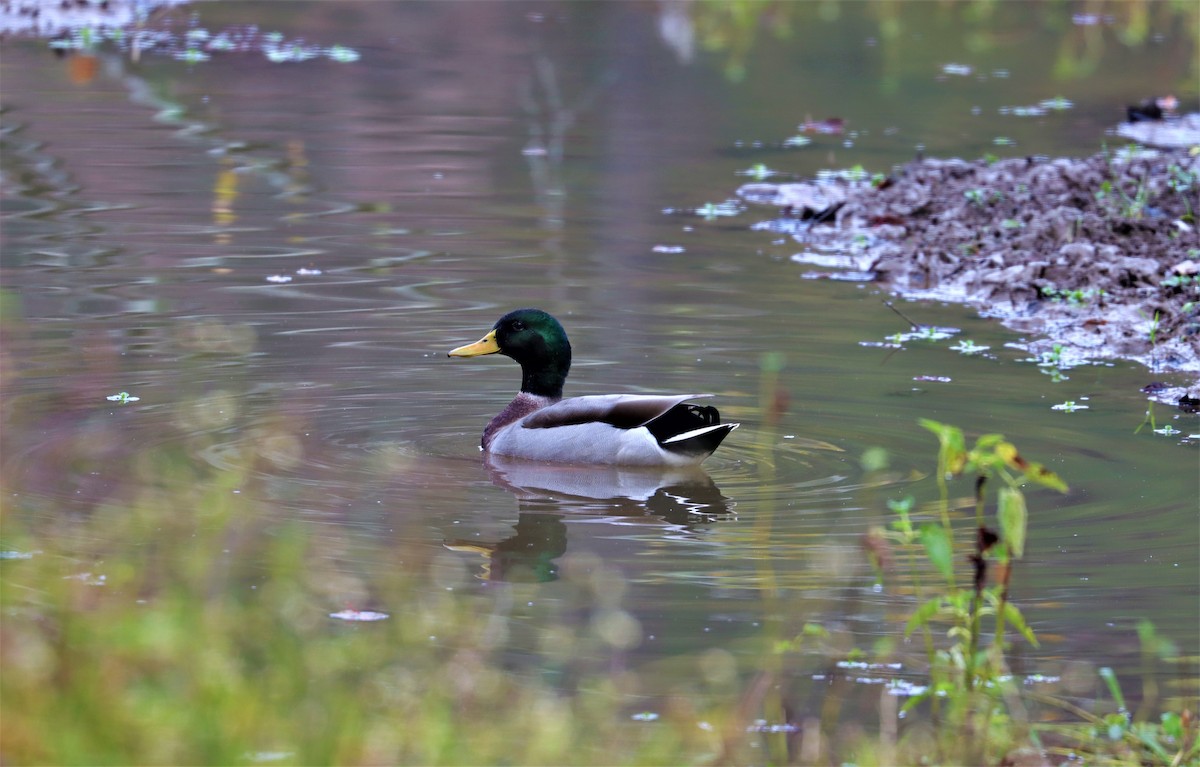 Mallard - ML382630081