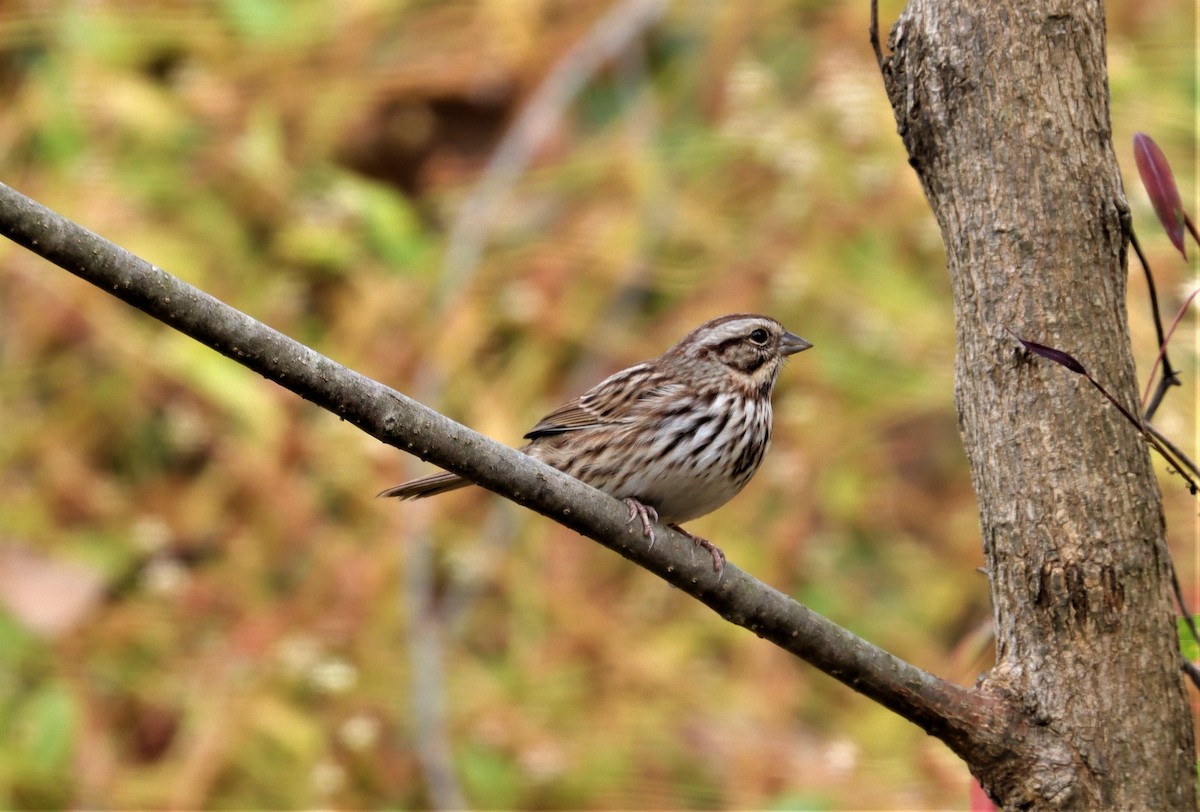 Song Sparrow - ML382630431
