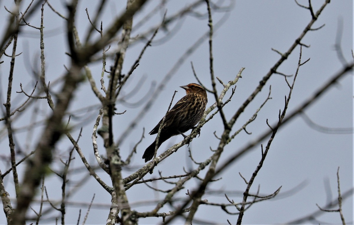 Red-winged Blackbird - ML382630561