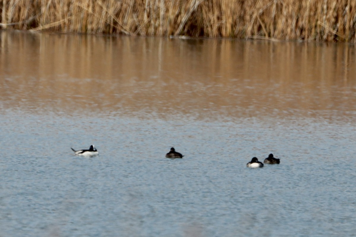 Bufflehead - ML382630661