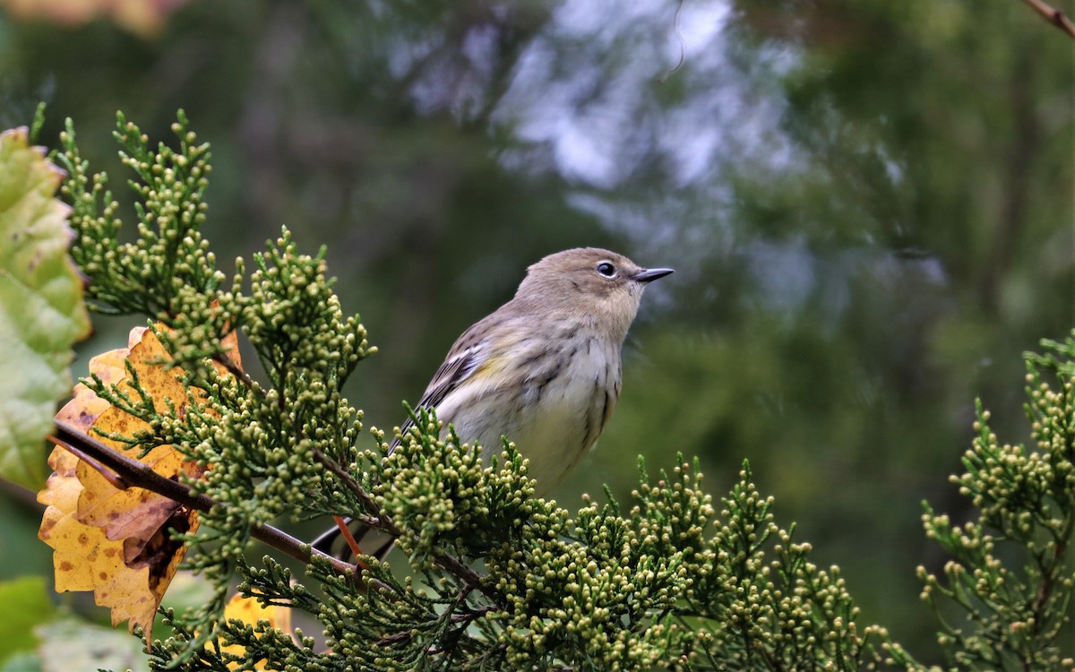 Yellow-rumped Warbler - ML382630751