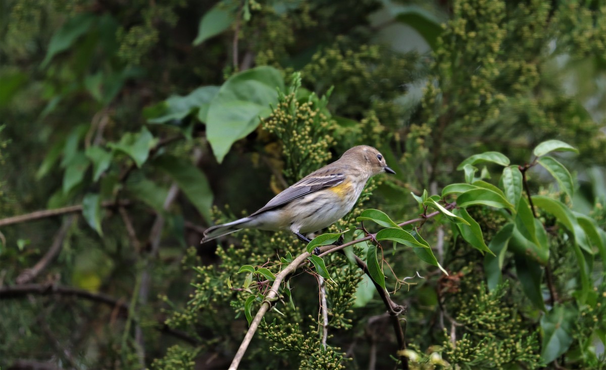 Yellow-rumped Warbler - ML382630761