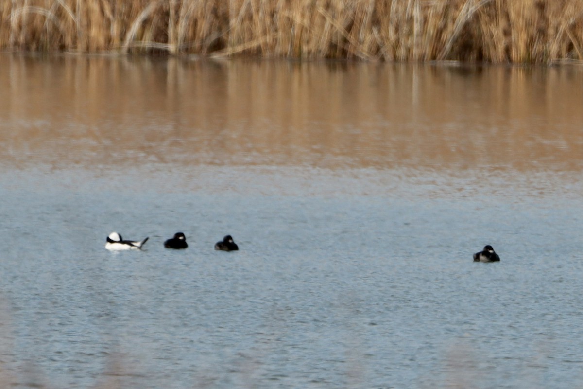 Bufflehead - ML382633251