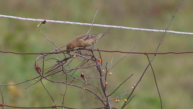 Blue Grosbeak - ML382633721