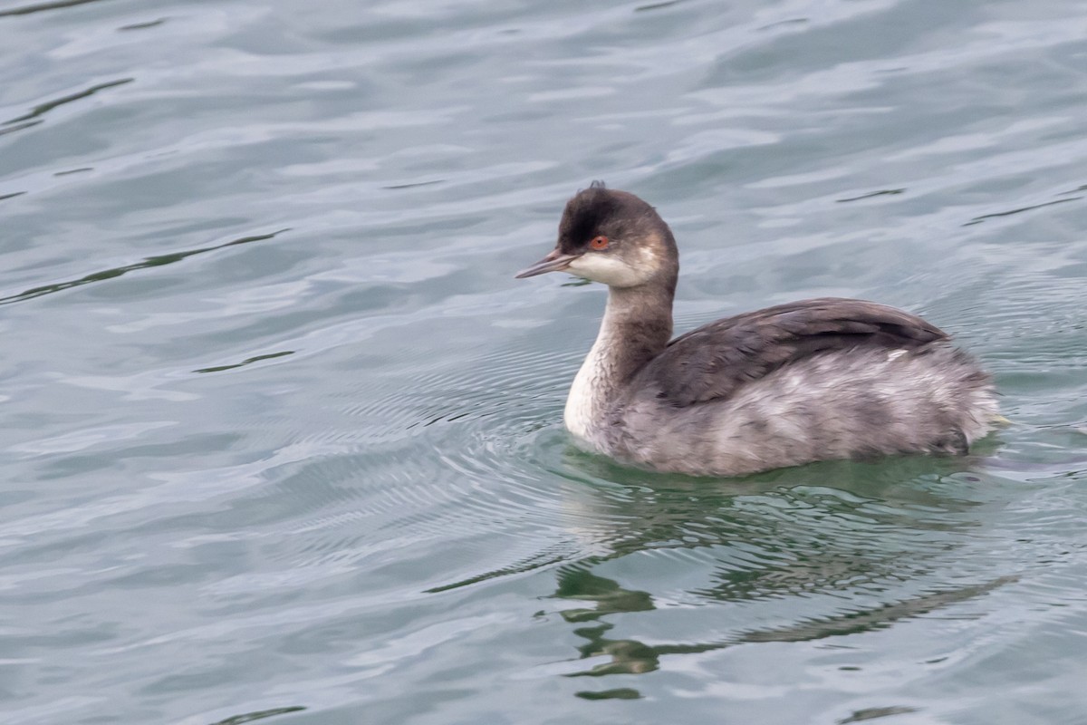 Eared Grebe - ML382634001