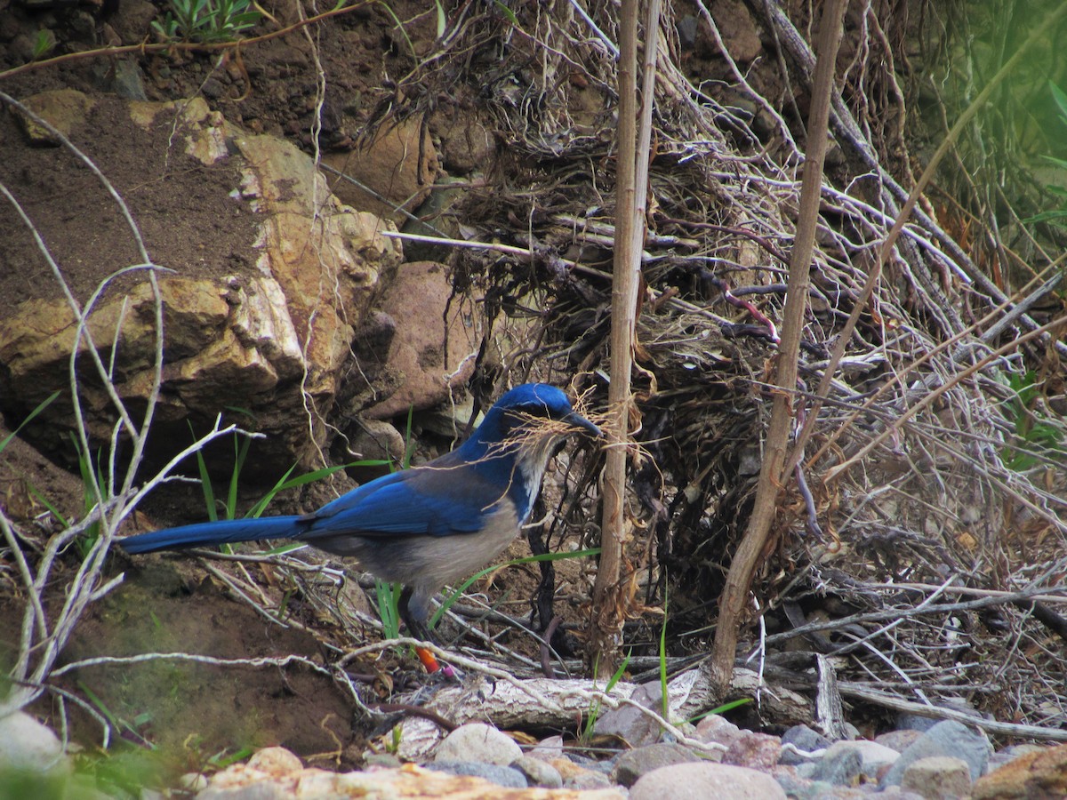 Island Scrub-Jay - ML382634101