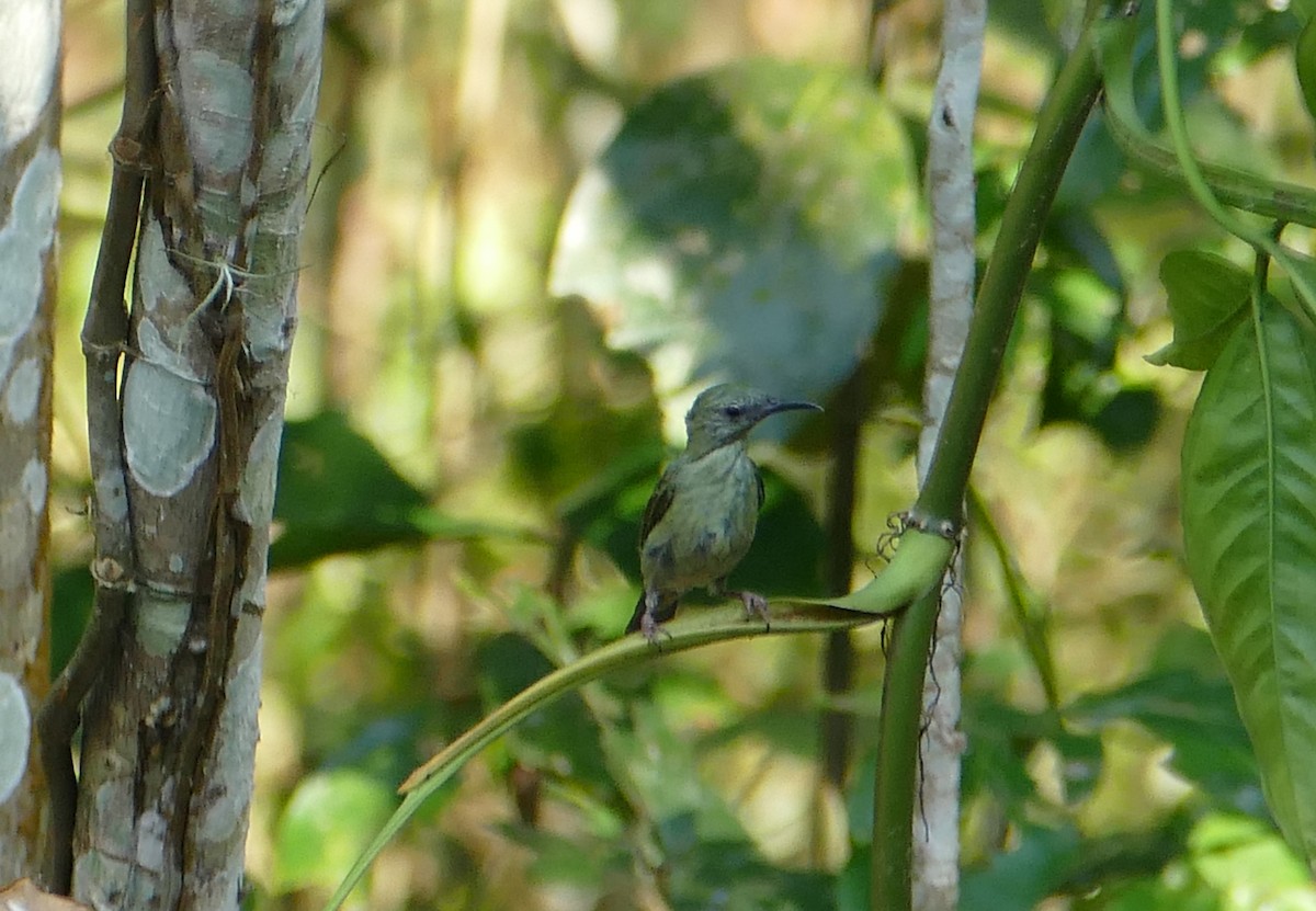 Red-legged Honeycreeper - ML382634171