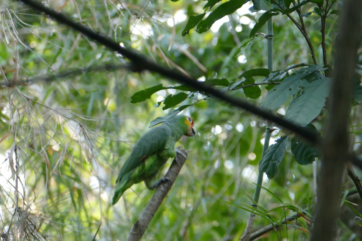 Red-lored Parrot - ML382634841