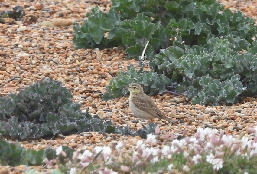 Tawny Pipit - ML382634951
