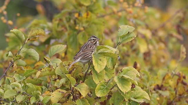 Savannah Sparrow - ML382636551