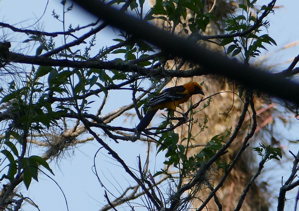 Oriole à gros bec - ML382636911