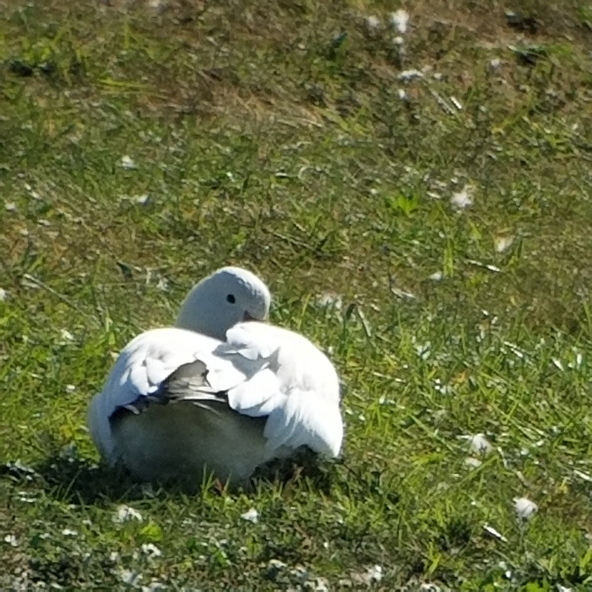 Snow Goose - ML382637461