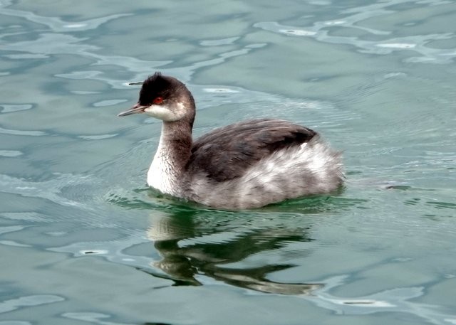 Eared Grebe - ML382637521