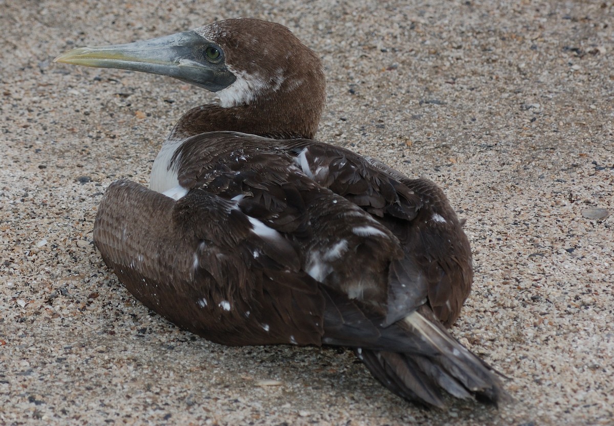 Masked Booby - ML38263761