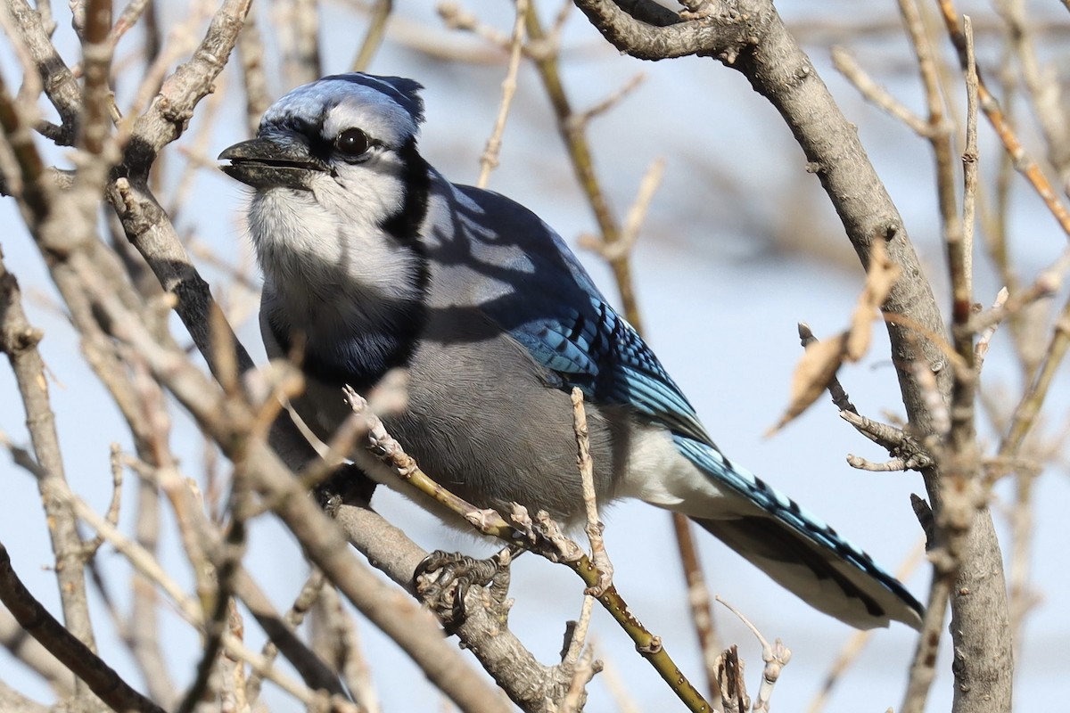 Blue Jay - Tim Bassing