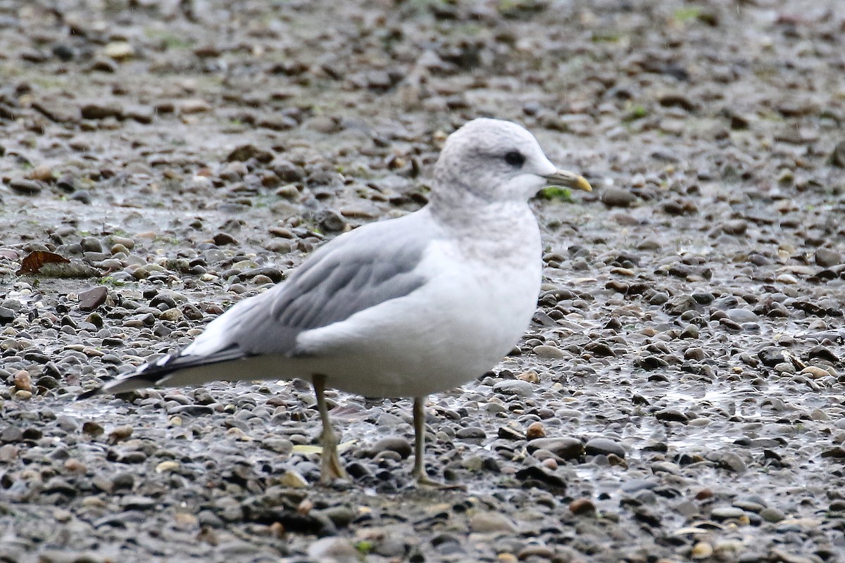 Short-billed Gull - ML382638071