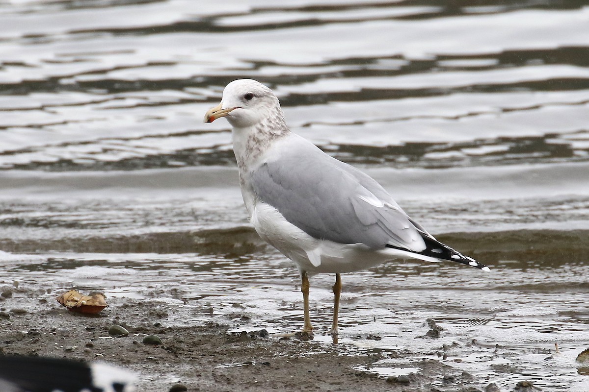 California Gull - ML382638091