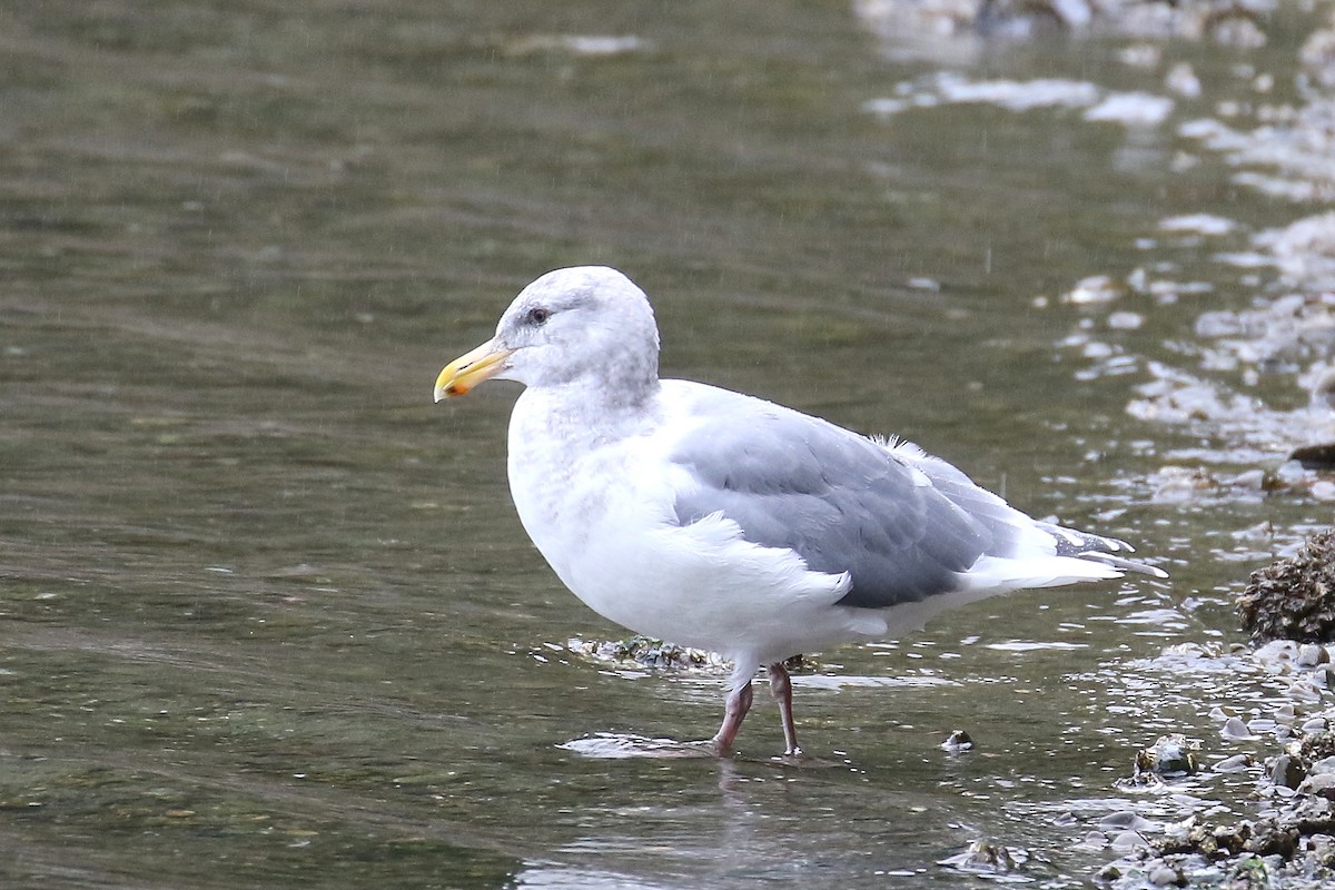 Glaucous-winged Gull - ML382638151