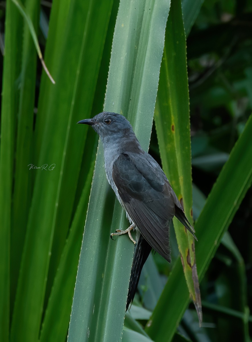 Gray-bellied Cuckoo - Kiran RG