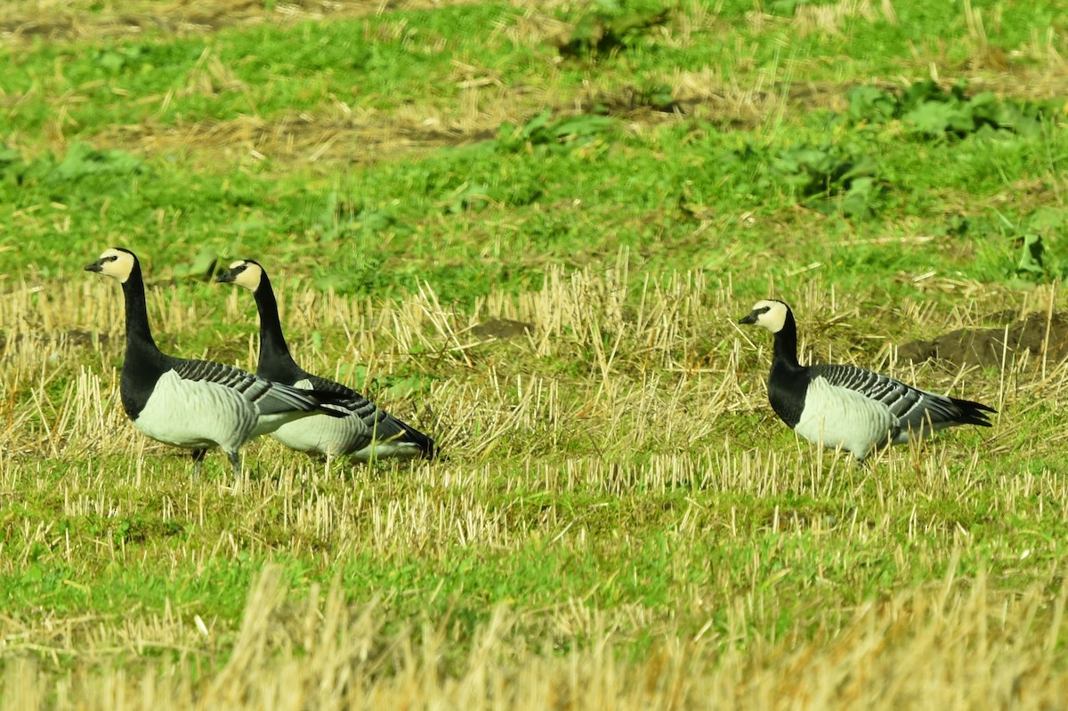 Barnacle Goose - ML382641691