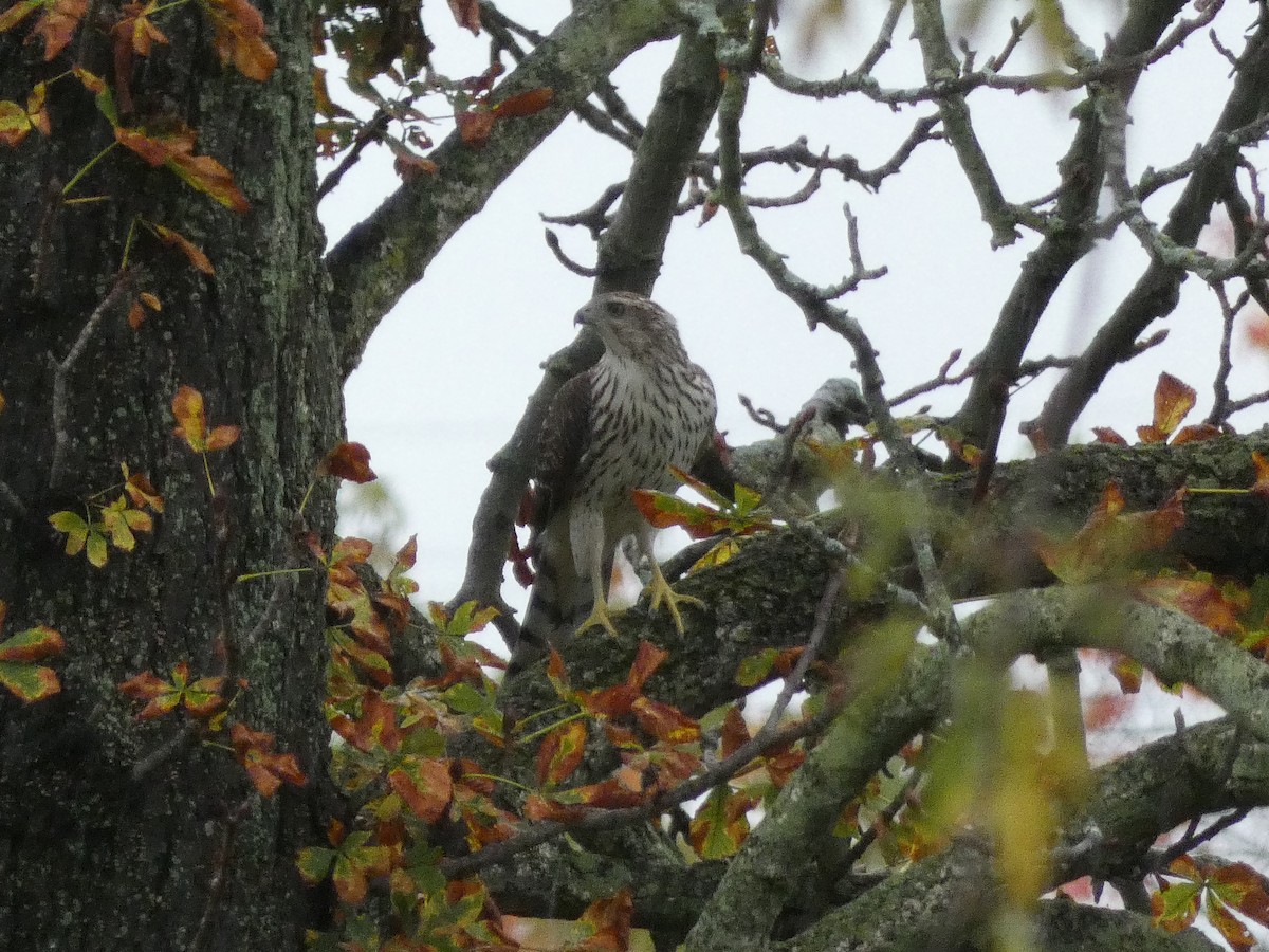 Cooper's Hawk - ML382641781