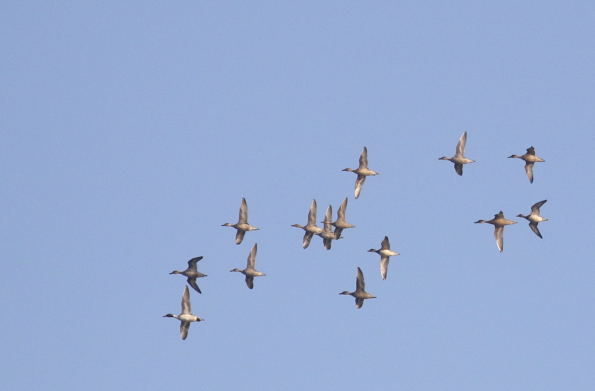 Northern Pintail - ML382641961