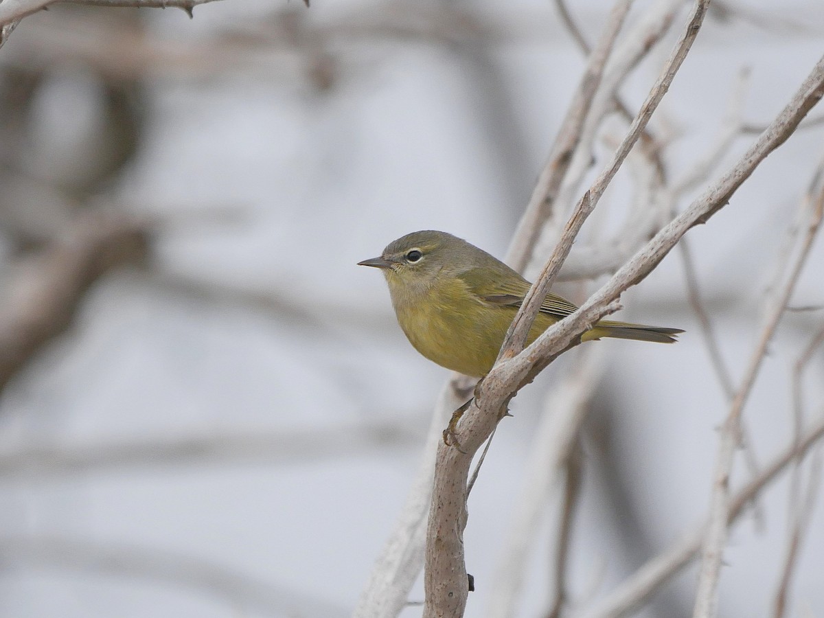 Orange-crowned Warbler (Gray-headed) - ML382642741