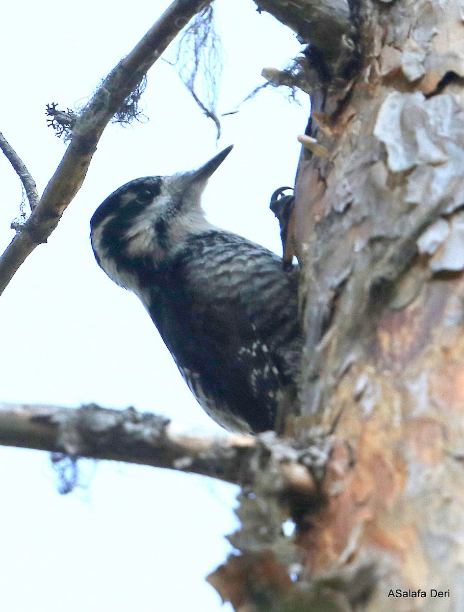 Eurasian Three-toed Woodpecker (Eurasian) - Fanis Theofanopoulos (ASalafa Deri)