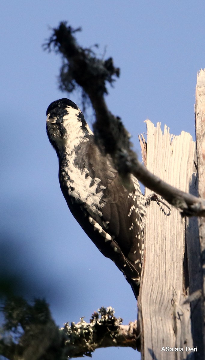 Eurasian Three-toed Woodpecker (Eurasian) - Fanis Theofanopoulos (ASalafa Deri)