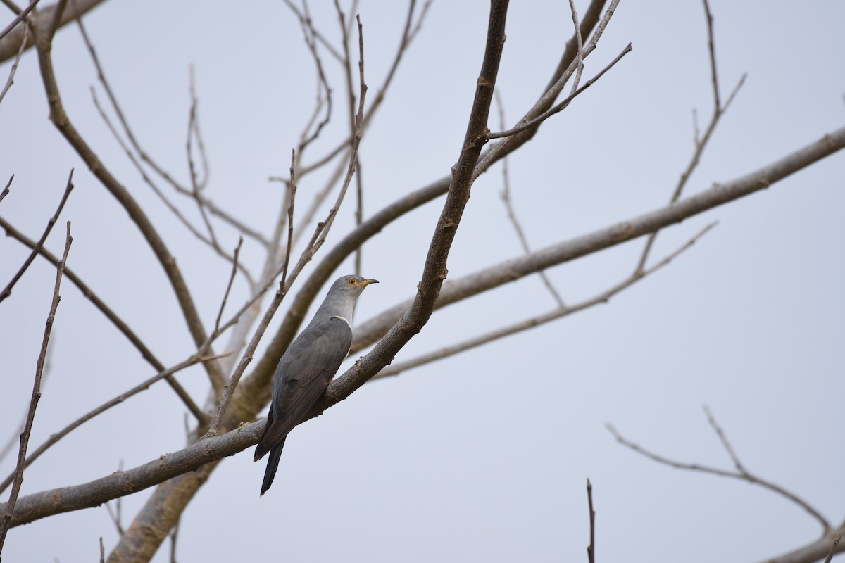 Common Cuckoo - ML38264351