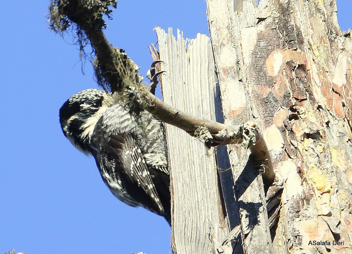 Eurasian Three-toed Woodpecker (Eurasian) - Fanis Theofanopoulos (ASalafa Deri)