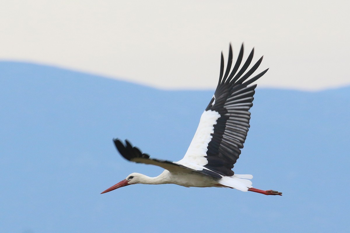 White Stork - ML382645241