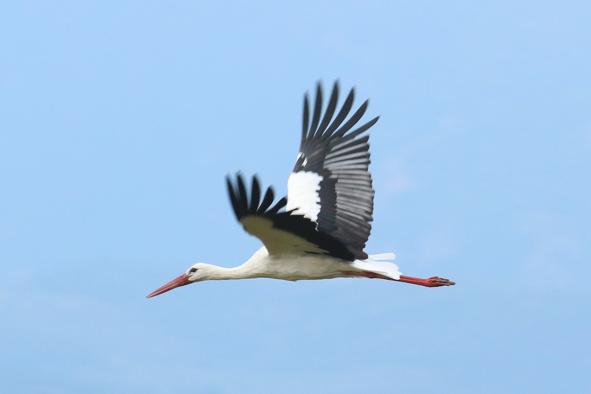 White Stork - ML382645271