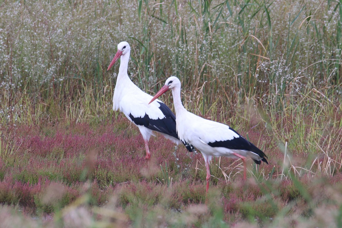 White Stork - ML382645281