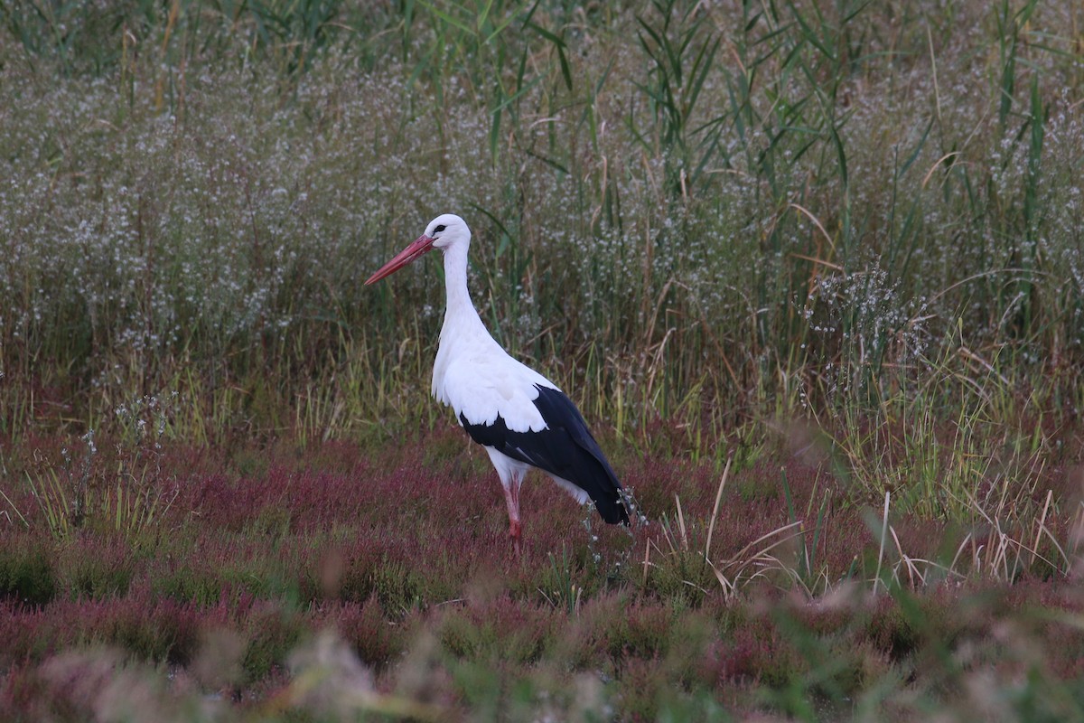 White Stork - ML382645291
