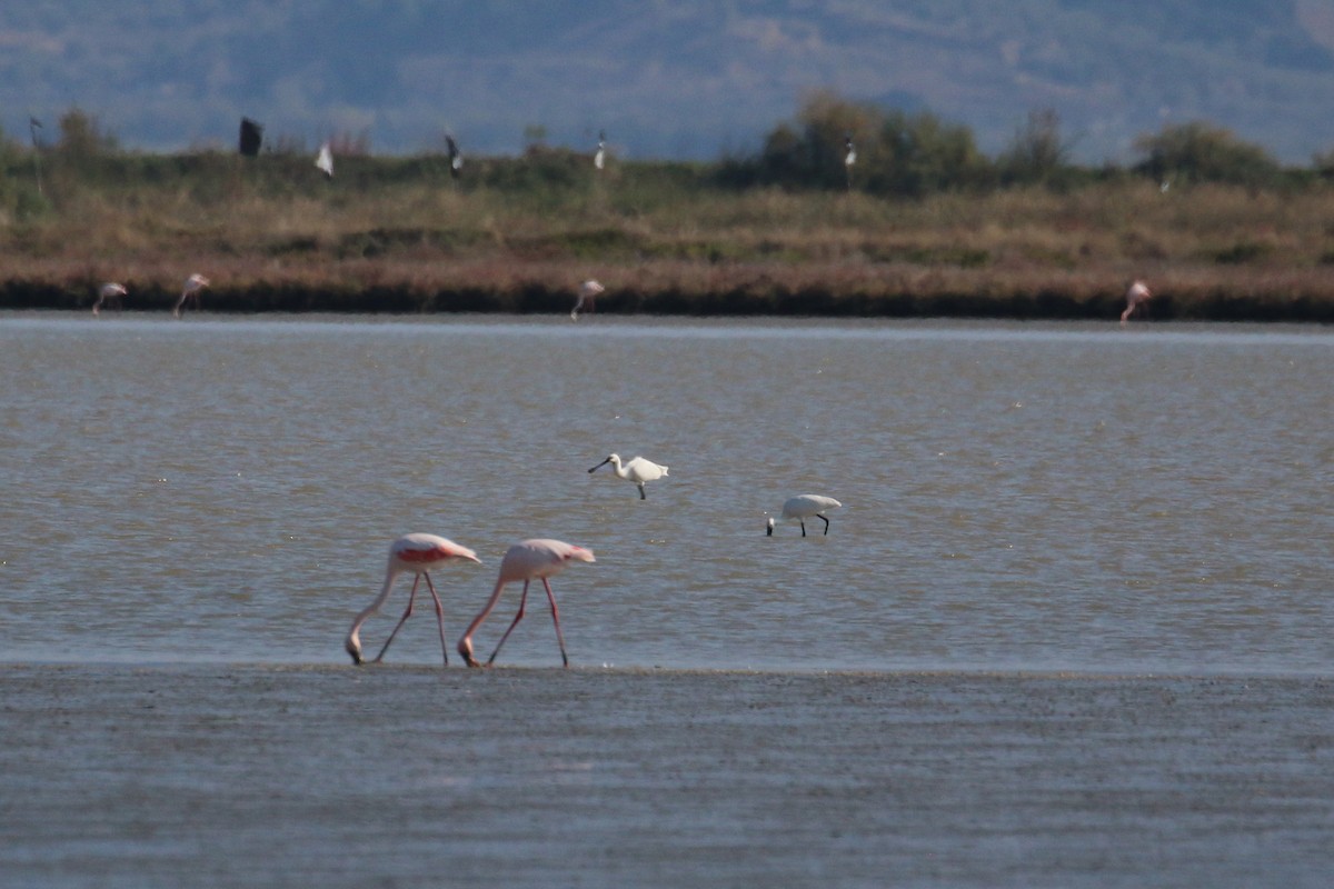 Greater Flamingo - ML382646741