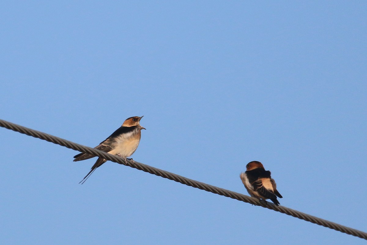 Golondrina Dáurica - ML382646861