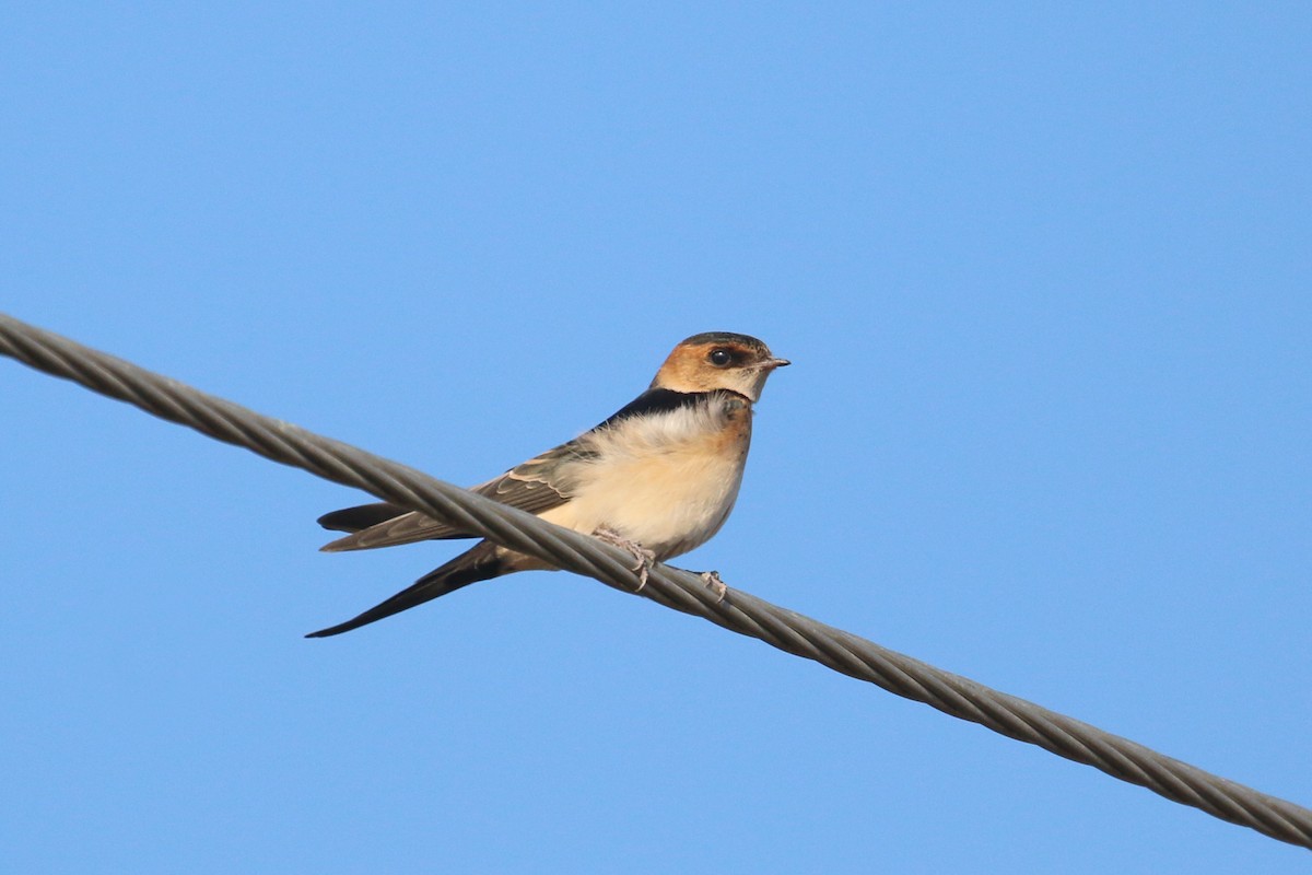 Golondrina Dáurica - ML382646891