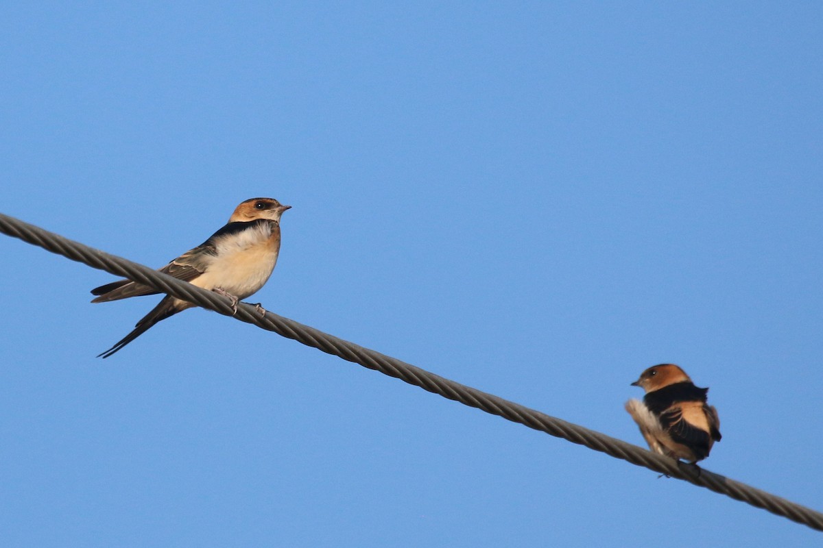 Golondrina Dáurica - ML382646901