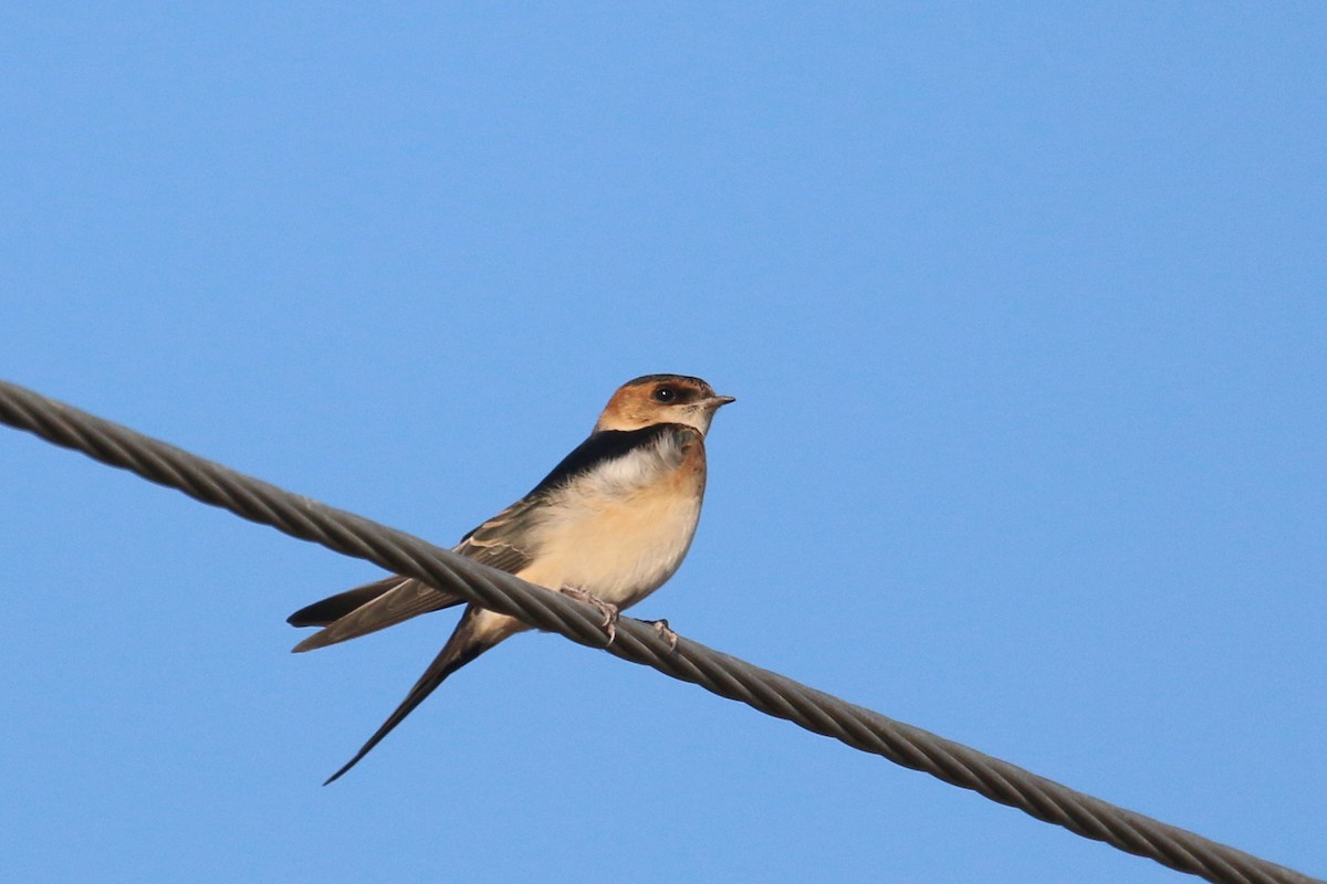 Golondrina Dáurica - ML382646921