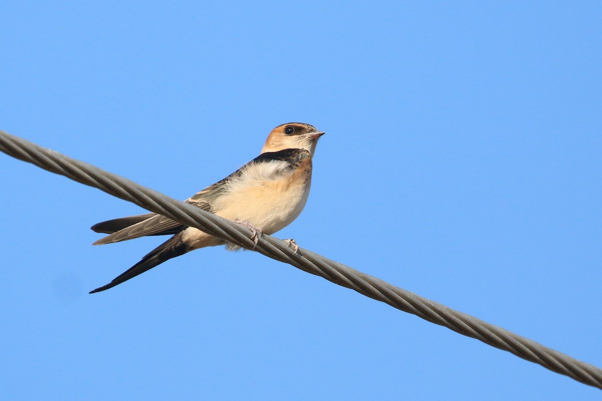 Golondrina Dáurica - ML382646991