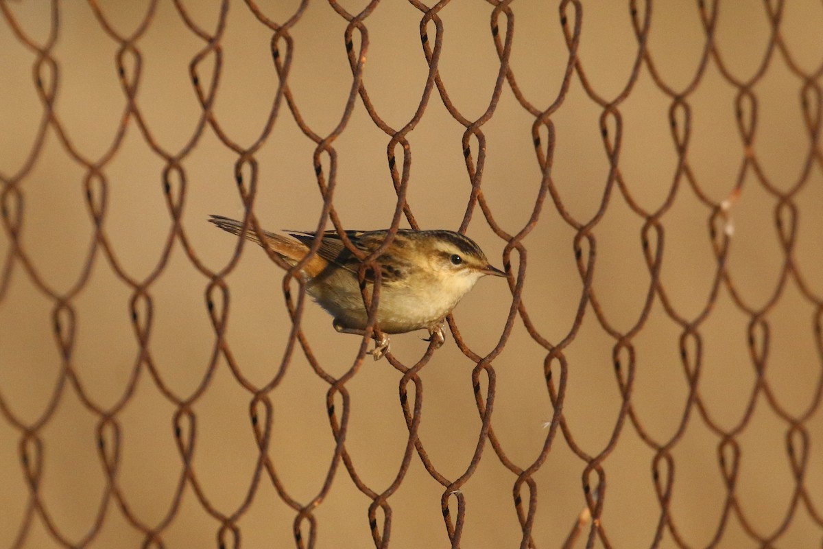 Sedge Warbler - Oscar Campbell