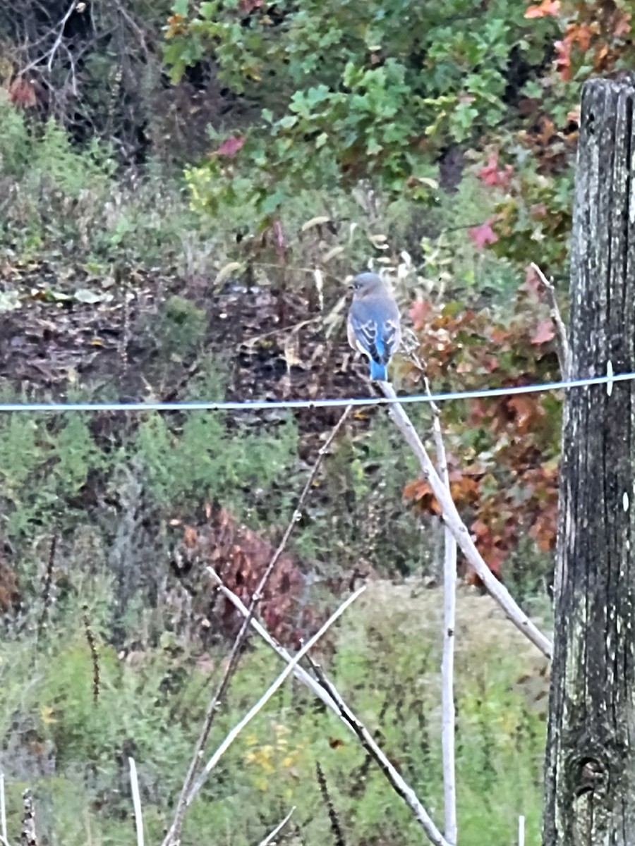 Eastern Bluebird - ML382649441