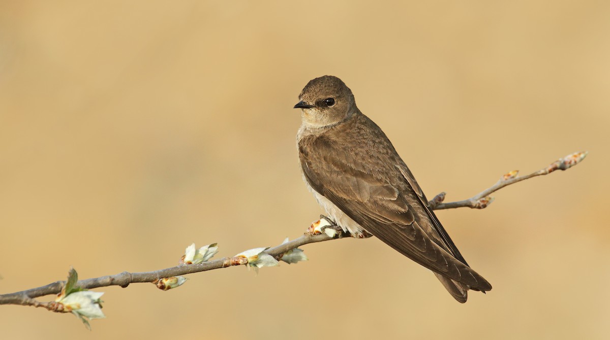 Northern Rough-winged Swallow - Ryan Schain