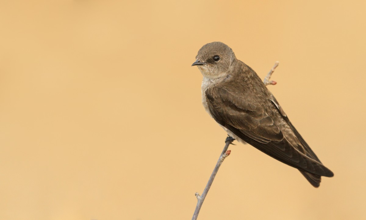 Northern Rough-winged Swallow - Ryan Schain
