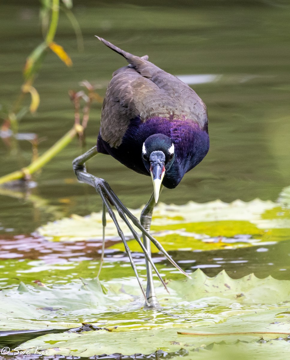 Bronze-winged Jacana - ML382651671