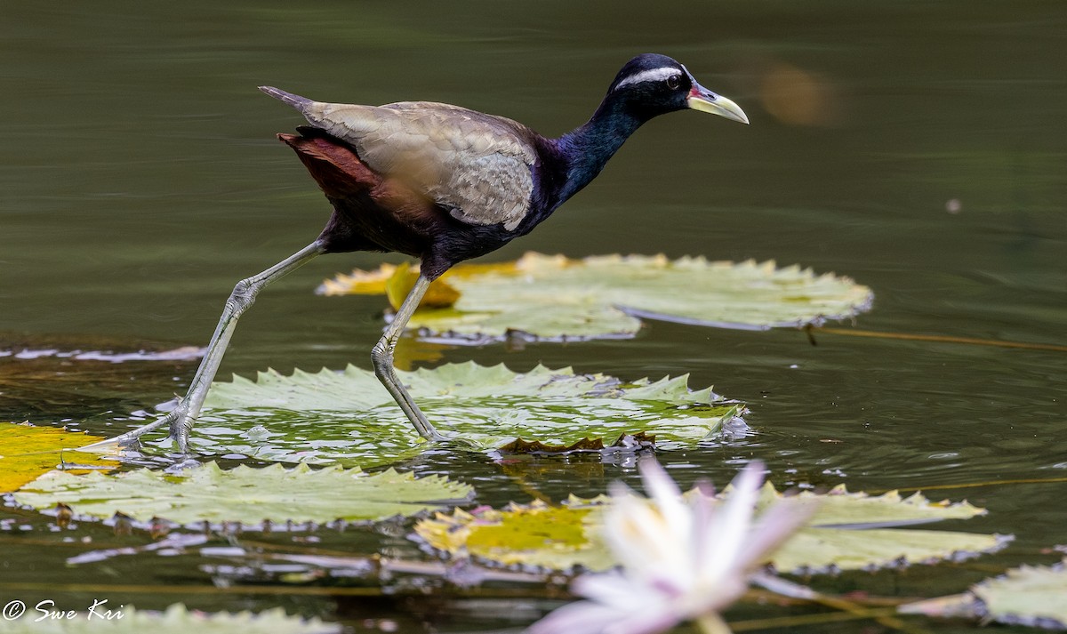 Jacana bronzé - ML382651721