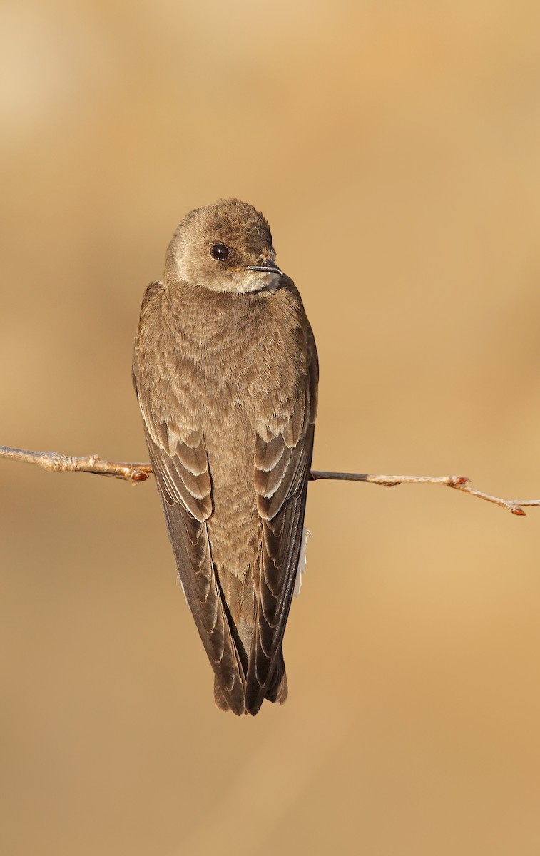 Golondrina Aserrada - ML38265191