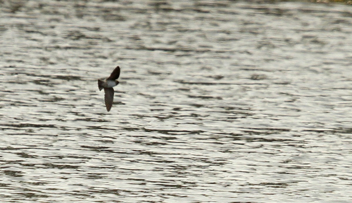 Cliff Swallow - ML38265241