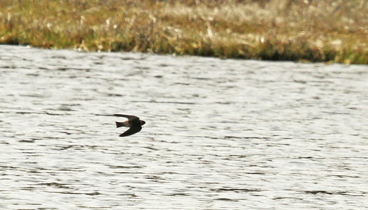 Cliff Swallow - ML38265251